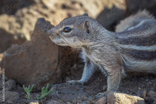 Mountain ground squirrel on the rocks in Fuerteventura, Canary islands, Spain