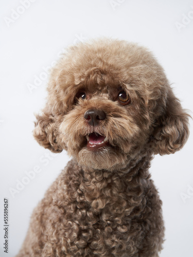 Small brown poodle on a white background. Portrait of a pet in the studio