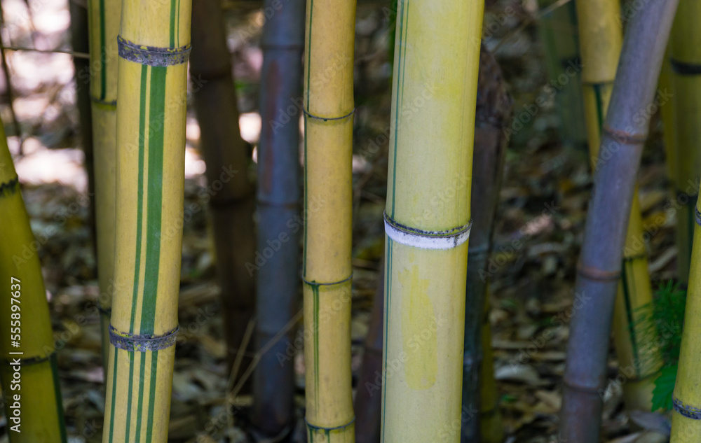 Fototapeta premium Close-up of multi-colored bamboo. Trunks are yellow, black and striped. Bamboo Phyllostachys aureosulcata and Phyllostachys Nigra in spring Arboretum Park Southern Cultures in Sirius (Adler) Sochi