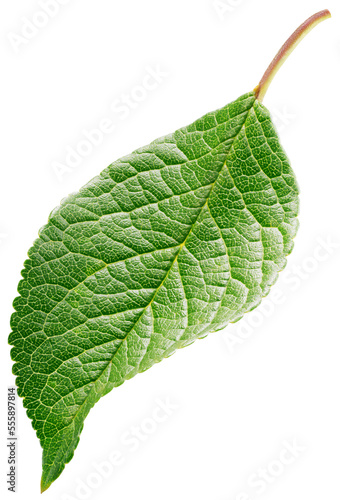 lum leaf isolated on transparent background. Fruit green leaf with clipping path	
 photo