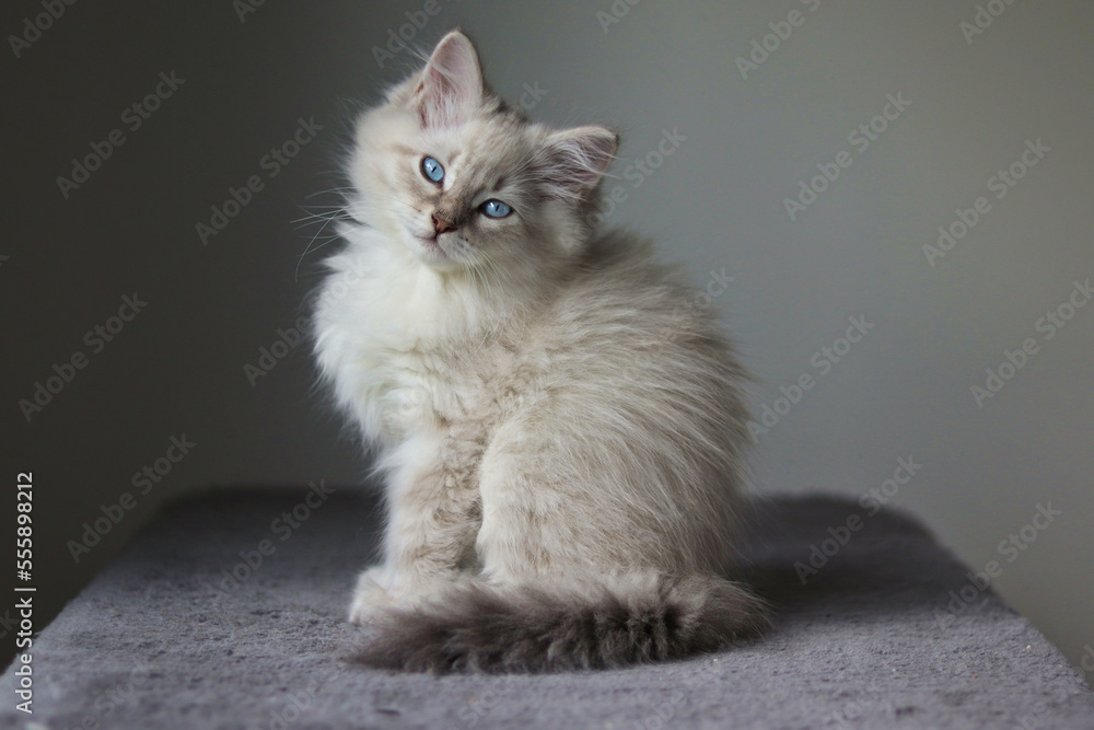 Little fluffy neva masquerade kitten with blue eyes