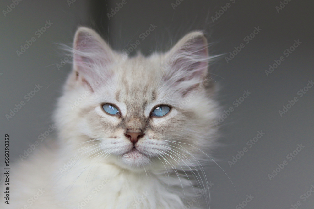 Little fluffy neva masquerade kitten with blue eyes