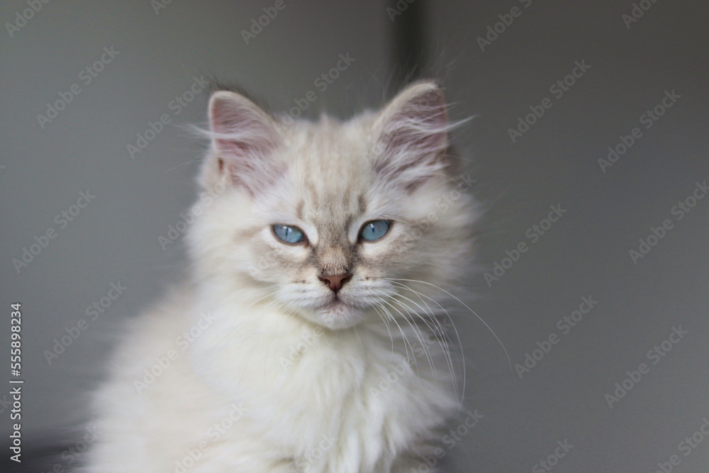 Little fluffy neva masquerade kitten with blue eyes