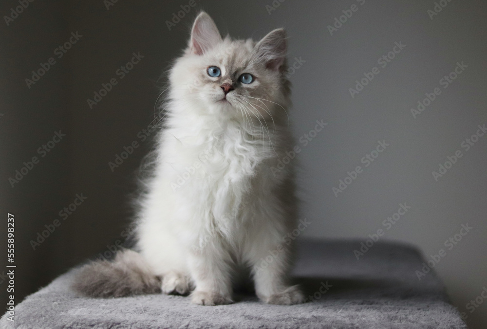 Obraz premium Little fluffy neva masquerade kitten with blue eyes