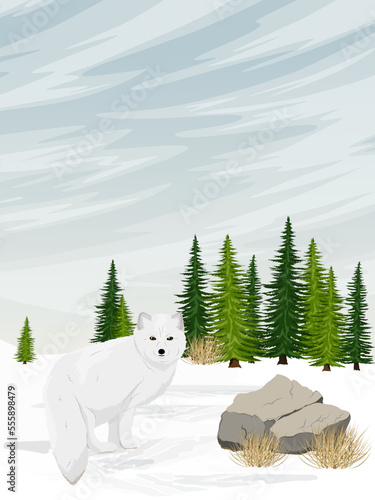 The arctic fox is in the arctic tundra. Vulpes lagopus, white, polar or snow fox. Realistic vector landscape
