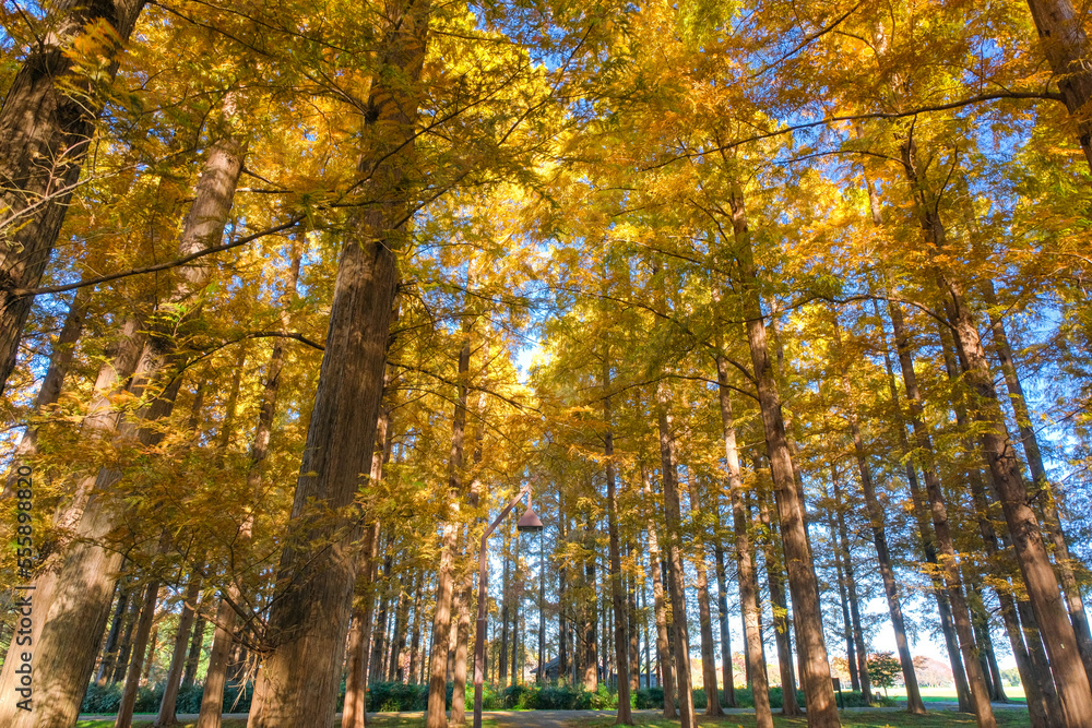 東京都葛飾区 秋の水元公園 メタセコイアの森