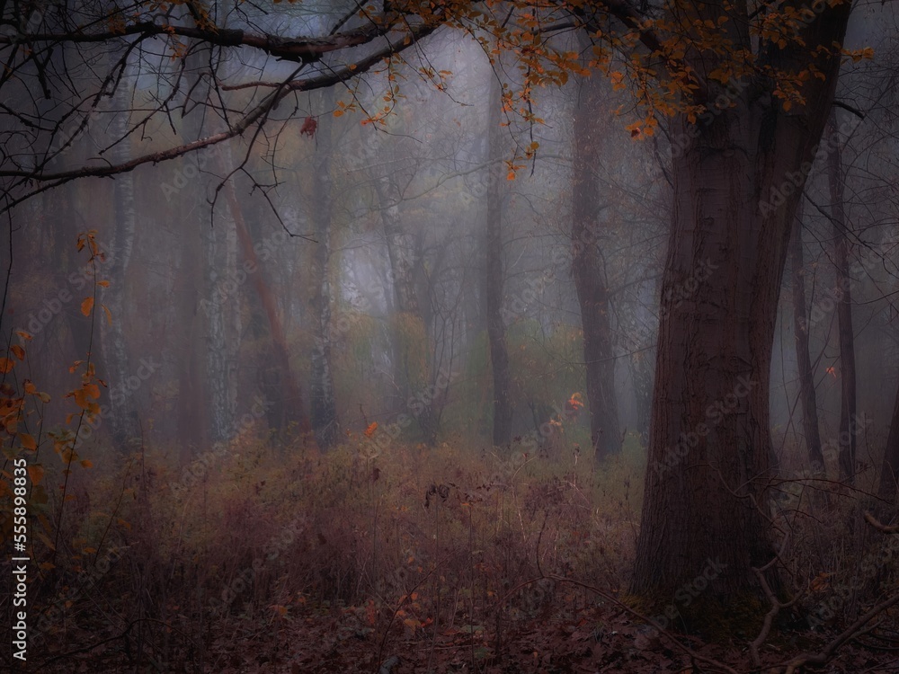 Dreamy forest in thick fog in brown tones. Colorful autumn landscape. Magical woods with fallen leaves.
