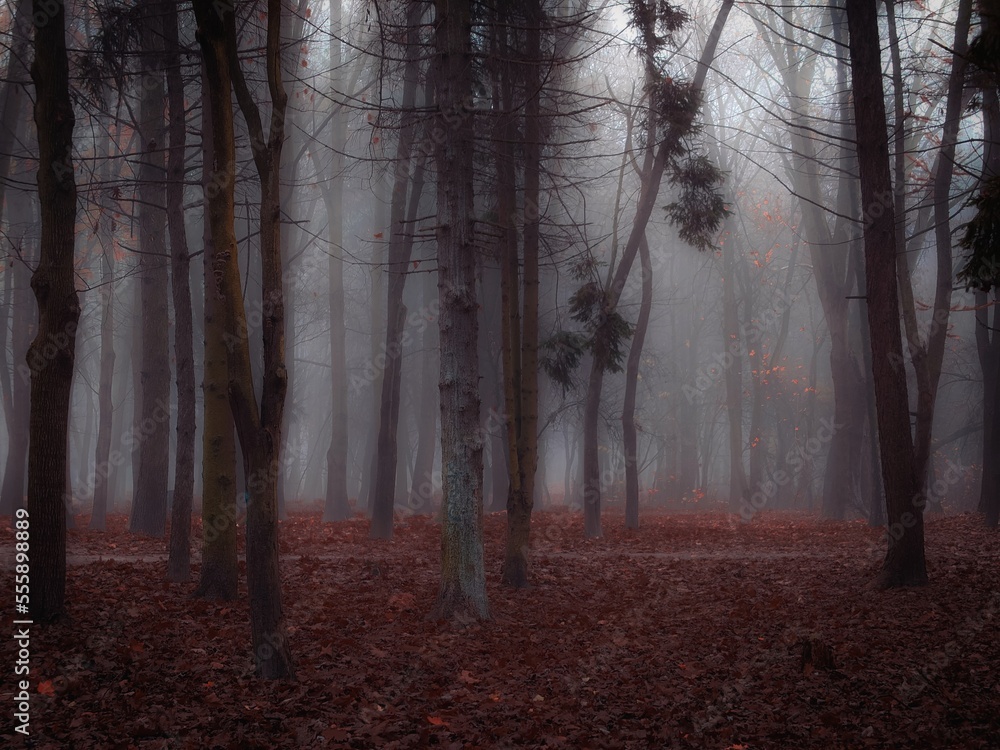 Obraz premium Dreamy forest in thick fog in brown tones. Colorful autumn landscape. Fairytale moody woods with fallen leaves.