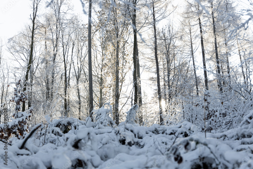 Winterliche Schneelandschaft in einem Wald
