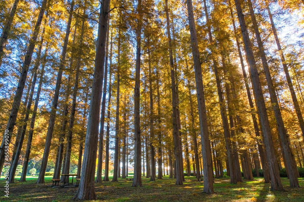 Fototapeta premium 東京都葛飾区 秋の水元公園 メタセコイアの森