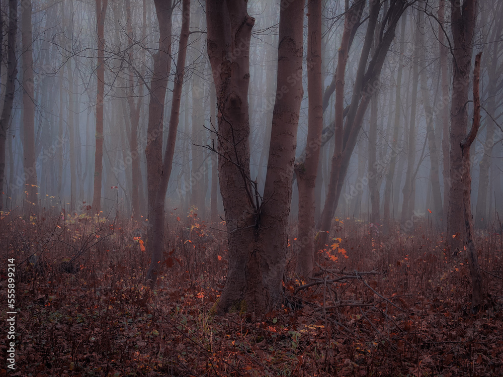 Obraz premium Dreamy forest in thick fog in brown tones. Colorful autumn landscape. Magical woods with fallen leaves.