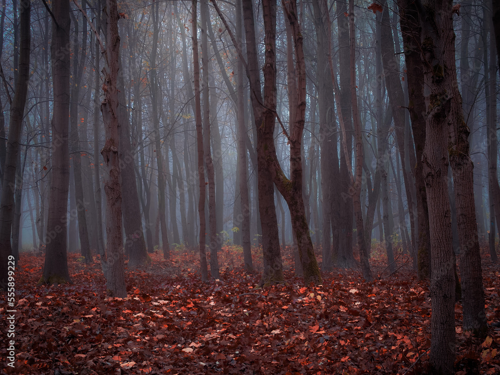 Dreamy forest in thick fog in brown tones. Colorful autumn landscape. Fairytale moody woods with fallen leaves.