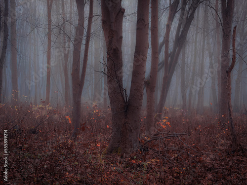 Dreamy forest in thick fog in brown tones. Colorful autumn landscape. Magical woods with fallen leaves.