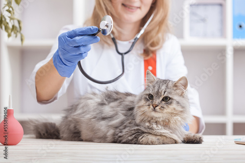 female doctor examines a gray cat in a veterinary clinic. medicine for pets