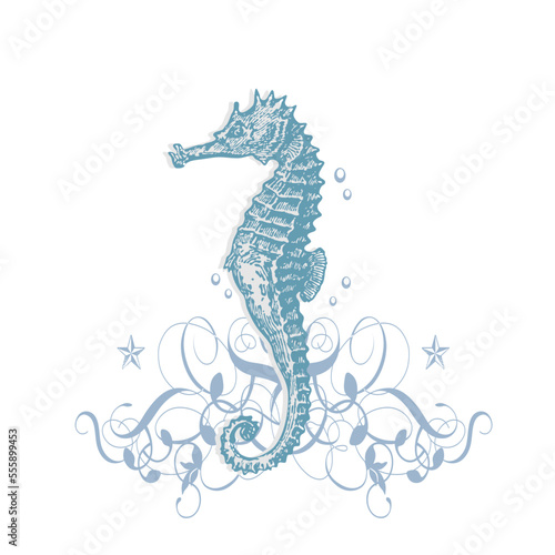 seahorse, coloring for adult antistress