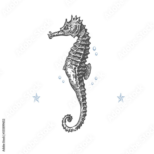 Sea horse isolated on a white background.Vector, watercolor hand drawn illustration.