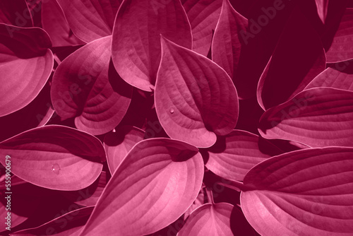 Viva magenta natural background. Pink leaf texture. Color of a year 2023