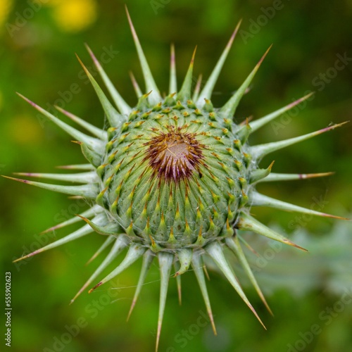 Beautiful closed thistle flower.