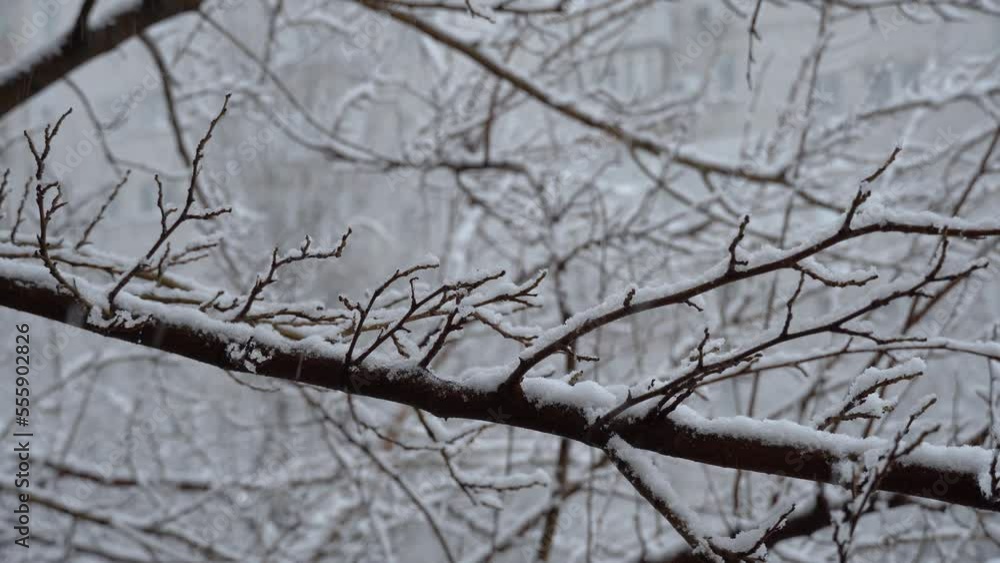 Close-up branches on a frosty winter day. White snow go down on branch trees and street. Fluffy snowflakes falling. Magical cityscape. Cold weather and snowfall. Winter christmas background. Close-up branches on a frosty winter day. White snow go down on branch trees and street. Fluffy snowflakes falling. Magical cityscape. Cold weather and snowfall. Winter christmas background.