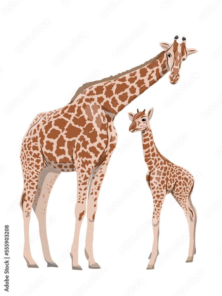 Naklejka premium Giraffe and her cub. Wild animals of Africa. Realistic vector animal