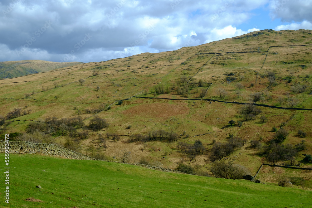 Extensive old dry stone walls pattern the hillsides viewed along the Whinlatter Pass near Braithwaite, Cumbria, UK