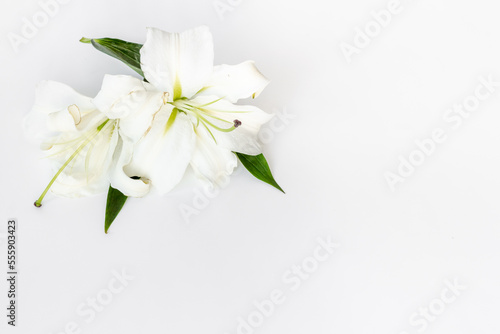 White liles flowers. Mourning or funeral background