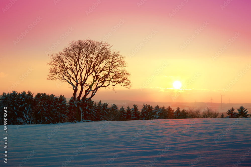 Naklejka premium Beautiful winter sunset with tree in the snow.