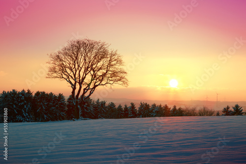 Beautiful winter sunset with tree in the snow.