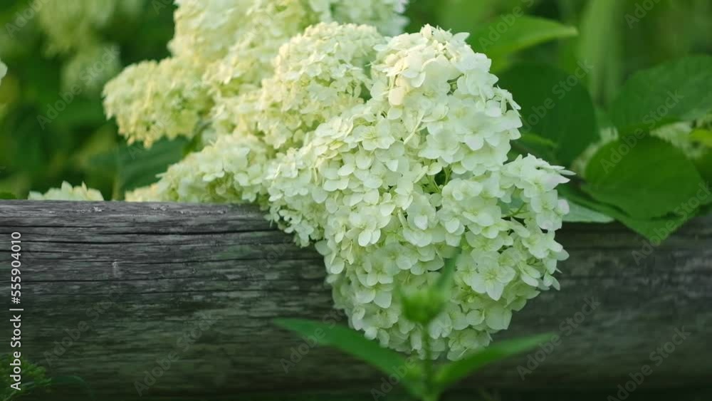 Wonderful blooming white Hydrangea arborescens, commonly known as smooth hydrangea, wild hydrangea in a garden. Closeup of White Hydrangea Flowers in Afternoon Sunlight. Wonderful blooming white Hydrangea arborescens, commonly known as smooth hydrangea, wild hydrangea in a garden. Closeup of White Hydrangea Flowers in Afternoon Sunlight.