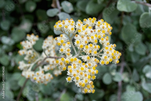 Small white flowers Helichrysum petiolare silver bush everlasting in the garden