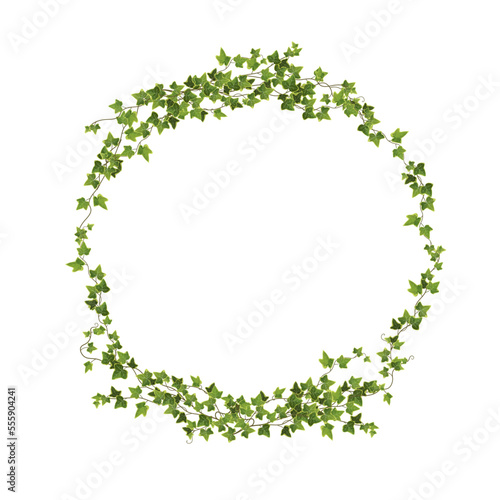 Ivy plant branch in a circle shape cartoon vector illustration. Сlimbing vine.