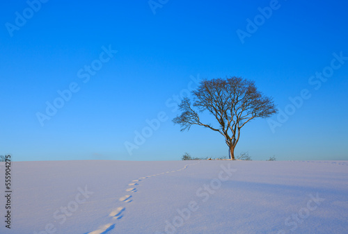 Beautiful winter background with tree in the snow.