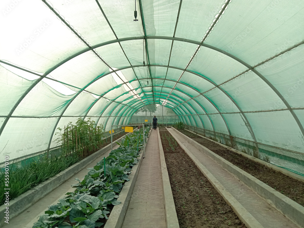 green shade with Cabbage farm green shade with Cabbage farm