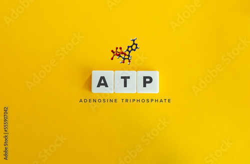 ATP (adenosine triphosphate) Molecule. Brain Energy Metabolism. photo