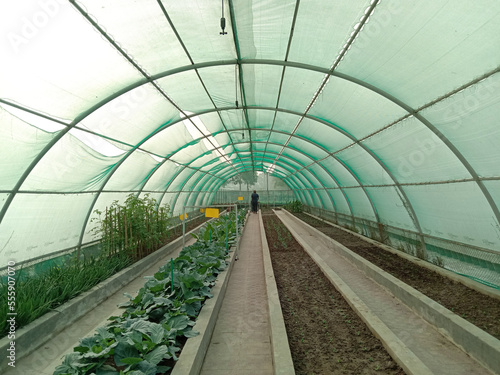 green shade with Cabbage farm