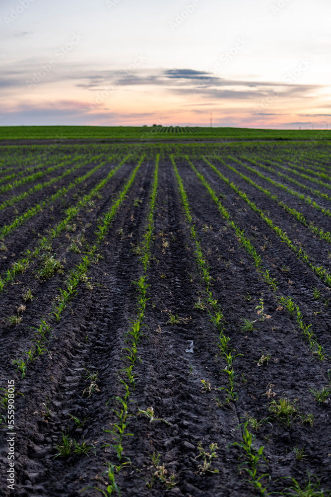 Corn seedlings are growing from the fertile soil. Agricultural concepts. Corn seedlings are growing from the fertile soil. Agricultural concepts.