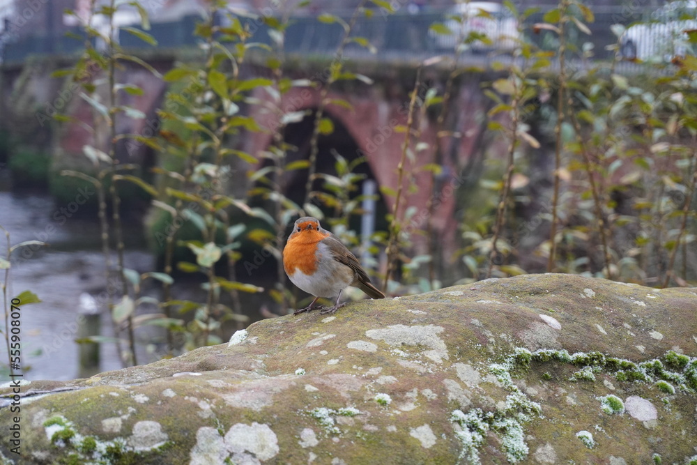 European robin