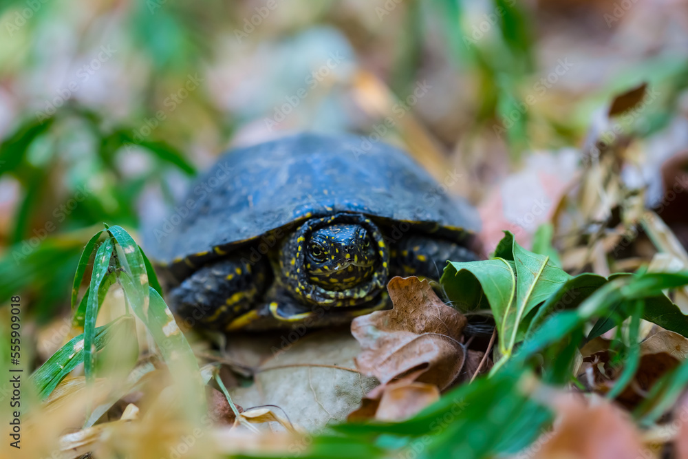 closeup turtle crawl among leaves in forest closeup turtle crawl among leaves in forest