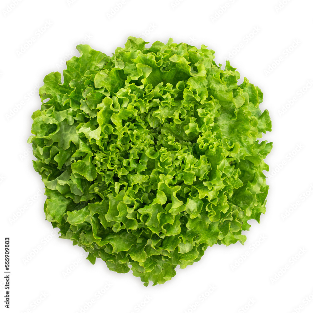Green oak lettuce isolated on white background. Green oak lettuce isolated on white background.