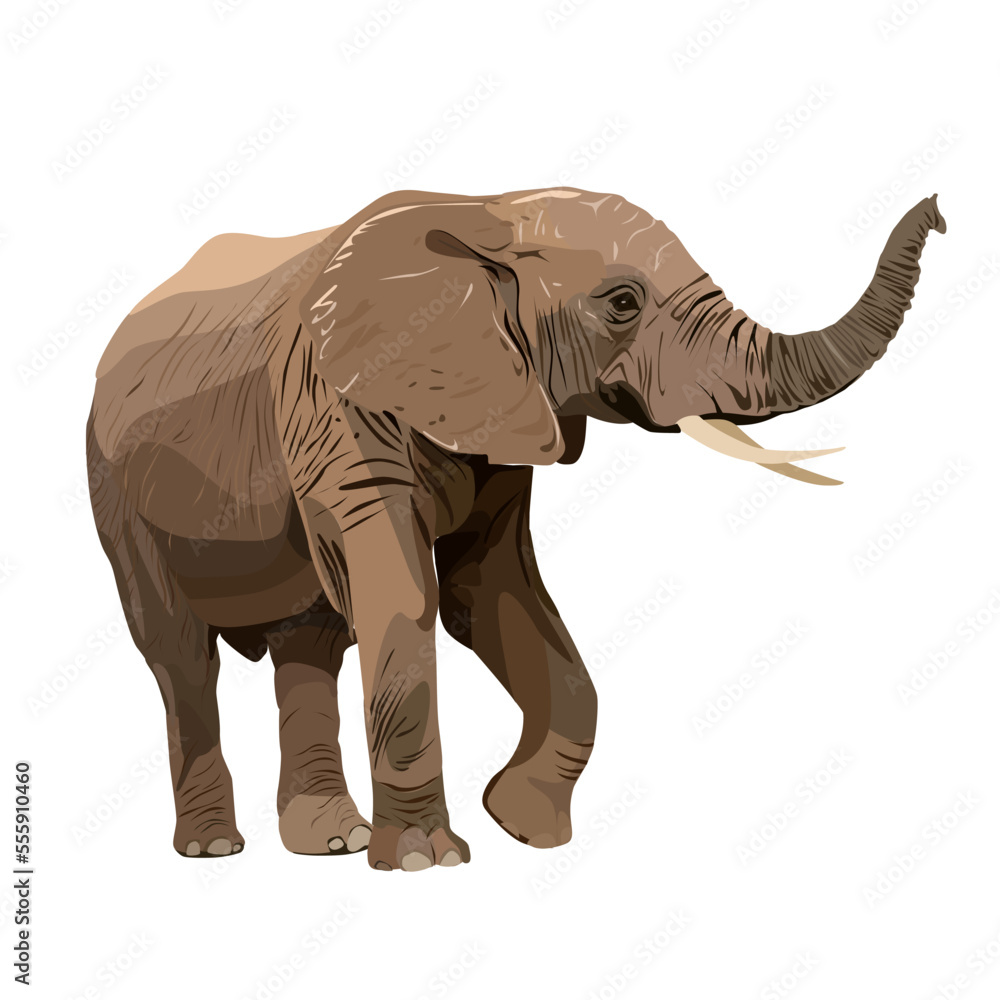 Vector image of a naturalistically drawn elephant on a white isolated background