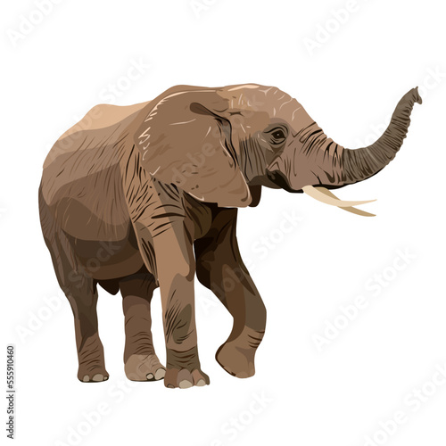 Vector image of a naturalistically drawn elephant on a white isolated background © Viktoryia