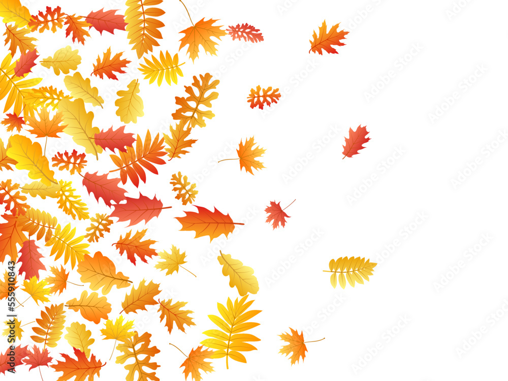 Oak, maple, wild ash rowan leaves vector, autumn foliage on white background. Oak, maple, wild ash rowan leaves vector, autumn foliage on white background.