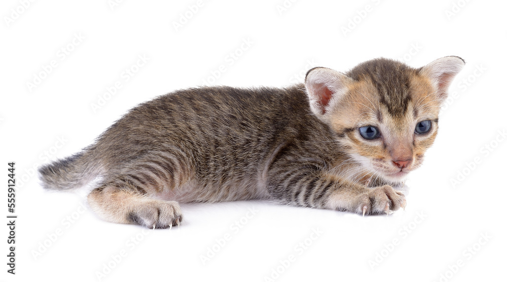  kittens on transparent png