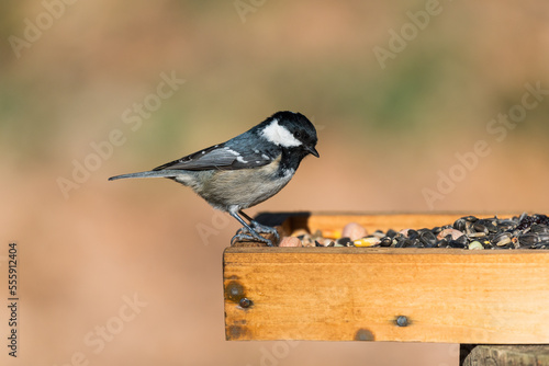 Coal tit on a bird feeder with seeds and nuts
