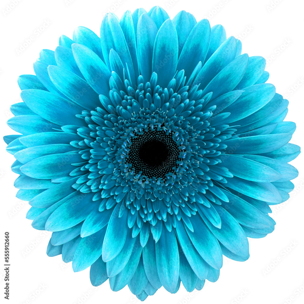 PNG Blue Gerbera Daisy Flower Transparent Background Stock Illustration