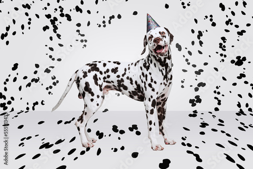Portrait of beautiful purebred dog  Dalmatian over white background with black spots. Birthday doggie