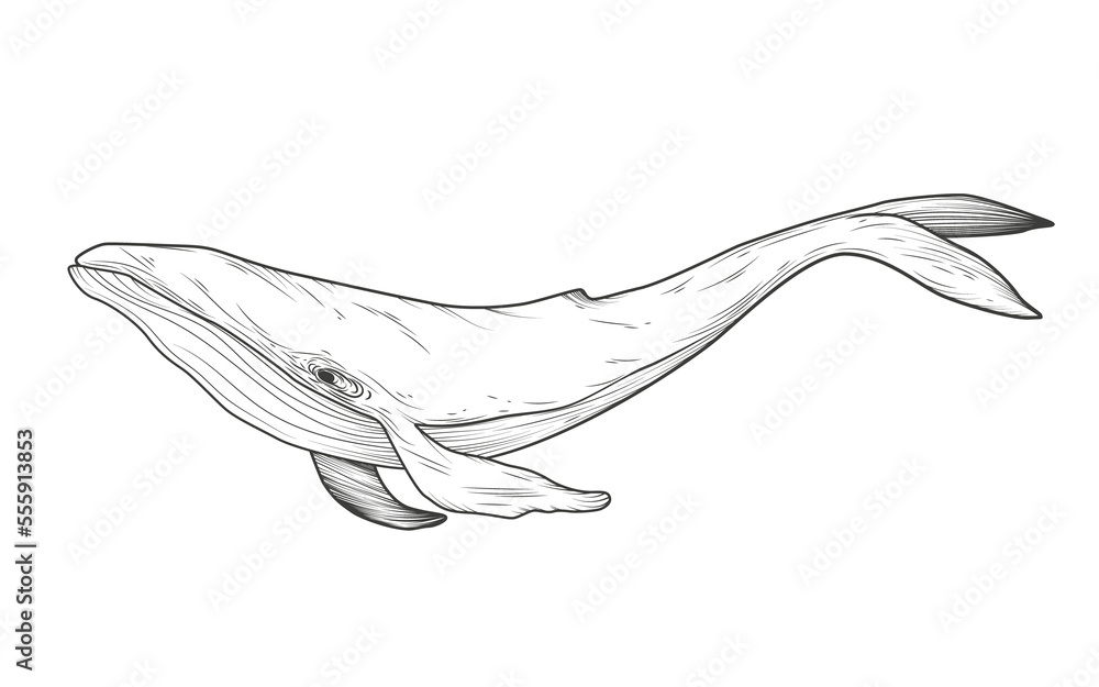 Whale sketch. Illustration on transparent background Whale sketch. Illustration on transparent background
