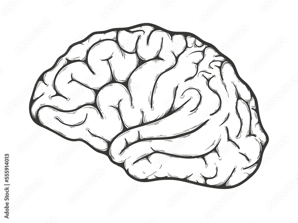 Human brain side view. Illustration on transparent background Stock