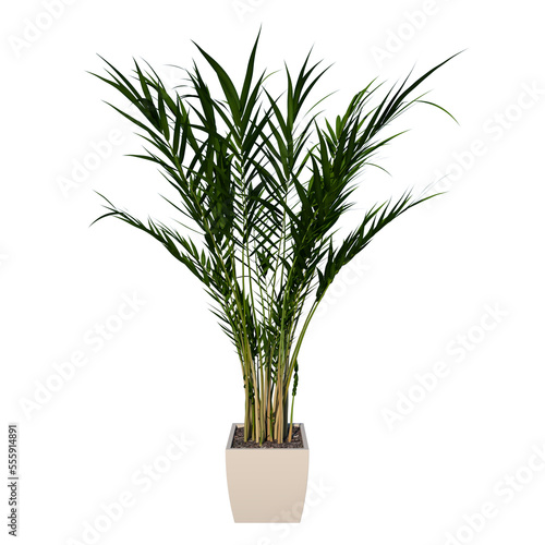 Front view of Plant (Flowerpot with Areca Palm 1) Tree png
