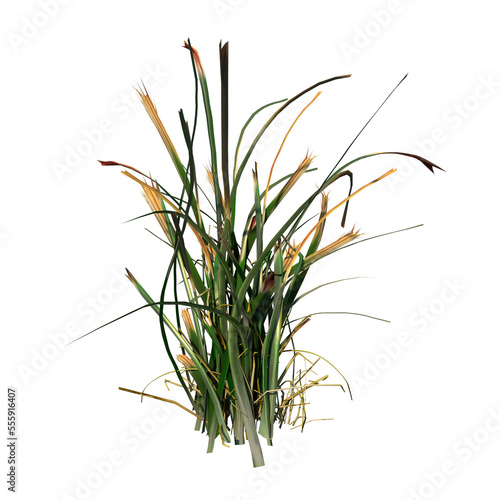 Front view of Plant   Long Lawn Grass 10  Tree png